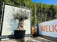 Olijfboom - Bonsai - thumbnail