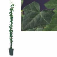 Ierse klimop (Hedera hibernica) klimplant - 210 cm - 1 stuks - thumbnail