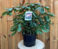 Rhododendron Ehrengold groenblijvende heester rododendron met witroze bloemen ca. 60-70cm incl. pot Warentuin Natuurlijk - Warentuin natuurlijk - thumbnail