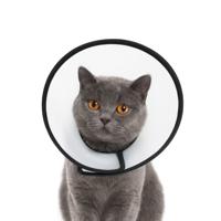 Nobleza Beschermkraag voor hond en kat - Maat S - thumbnail