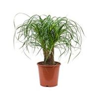 Beaucarnea recurvata everto kamerplant - thumbnail