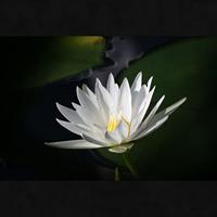 Tokina SZX Super Tele 500mm F/8.0 Reflex MF Nikon-Z - thumbnail