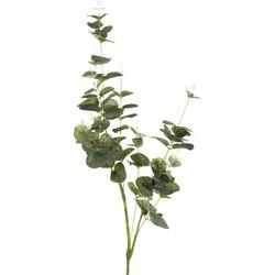 Eucalyptus Eucalyptus