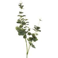 Eucalyptus - thumbnail