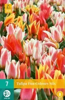 Tulipa Fun Colours JUB, 7 bloembollen - Jub - thumbnail