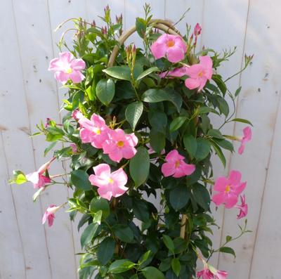 Dipladenia Mandevilla Sundaville roze 140 cm Warentuin Natuurlijk - Warentuin natuurlijk