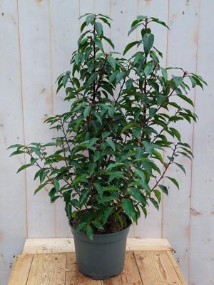 Portugese laurier Prunus lusitanica Angustifolia 100 cm Warentuin Natuurlijk - Warentuin natuurlijk