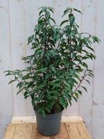 Portugese laurier Prunus lusitanica Angustifolia 100 cm Warentuin Natuurlijk - Warentuin natuurlijk - thumbnail