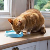 Drinkbak of voerbak Cat Bowl Blauw - thumbnail