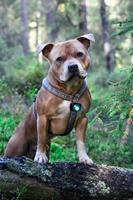 Dog Dual Light Turquoise - thumbnail