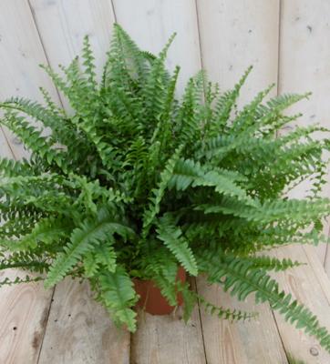 Koningsvaren Nephrolepis 40 cm kamerplant Warentuin Natuurlijk - Warentuin natuurlijk Koningsvaren Nephrolepis 40 cm kamerplant Warentuin Natuurlijk - Warentuin natuurlijk