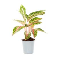 Aglaonema hybrid (pink red green) - P 12 cm - thumbnail