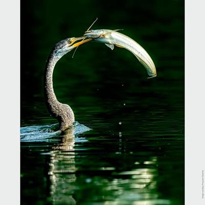 Sony FE 200-600mm F/5.6-6.3 G OSS