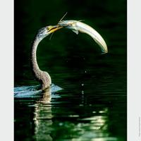 Sony SEL FE 200-600mm F5.6-6.3 G OSS - thumbnail