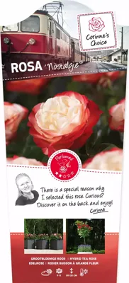 Stamroos Nostalgie Tweekleurig - Rode Roos Stamroos Nostalgie Tweekleurig - Rode Roos
