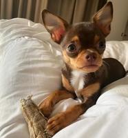 SYTA MICHA Puppy kauwbot - hondenkauwbot - 13,5 cm - thumbnail