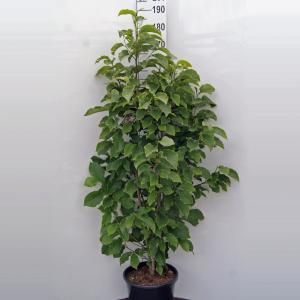 Magnolia struik Galaxy - 160 - 180 cm - 1 stuks