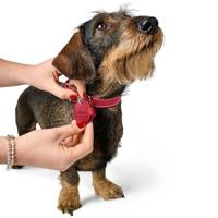 HUNTER Hondenpenning etui Aalborg, rood, Maat: S - thumbnail