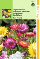 Zaden Helichrysum lage Strobloem Tom Thumb Hortitops - Hortitops - thumbnail