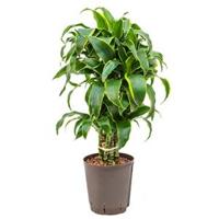 Dracaena dorado curico hydrocultuur plant - thumbnail