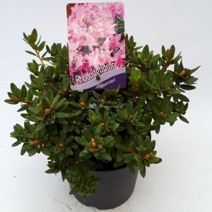 Dwerg rododendron (Rhododendron "Ramapo") heester - 20-25 cm - 1 stuks Dwerg rododendron (Rhododendron "Ramapo") heester - 20-25 cm - 1 stuks