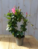 Dipladenia Mandevilla Sundaville roze op boog Warentuin Natuurlijk - Warentuin natuurlijk - thumbnail