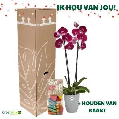 Cadeau Box Kamerplant Valentijnsdag - Roze Orchidee