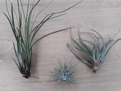 3 stuks! Kamerplant Tillandsia Luchtplantjes Warentuin Natuurlijk - Warentuin natuurlijk