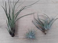 3 stuks! Kamerplant Tillandsia Luchtplantjes Warentuin Natuurlijk - Warentuin natuurlijk - thumbnail