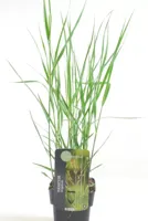 Siergras - Panicum Virgatum Heavy Metal - thumbnail