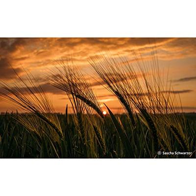 Samyang 85mm f/1.4 Fujifilm X - thumbnail