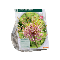 Sierlook - thumbnail