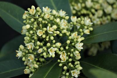 Skimmia