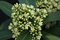 Skimmia - thumbnail
