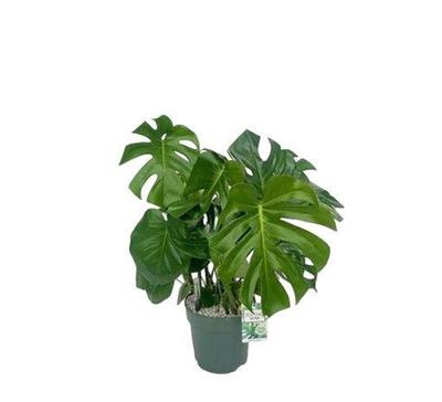 Monstera Deliciosa II Potmaat 24 H80-90 kamerplant Beautanic Lifestyle - Beautanic lifestyle Monstera Deliciosa II Potmaat 24 H80-90 kamerplant Beautanic Lifestyle - Beautanic lifestyle