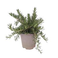 Kruiprozemarijn Rosmarin Prostratus kruidenplant Warentuin Natuurlijk - Warentuin natuurlijk - thumbnail
