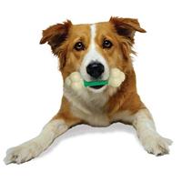 Kauwspeelgoed voor honden Nylabone Extreme Chew Double Action Bacon Munt 2 in 1 Rubber Maat M Nylon - thumbnail