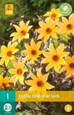 Dahlia Bishop Of York 1 bol - Jub