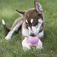 Spuitbus Kong voor de hond Puppy - thumbnail
