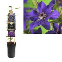 Paarse bosrank (Clematis "The President") klimplant 70 cm - thumbnail