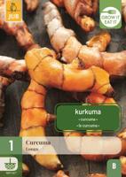Curcuma Longa geel 1 bloembol JUB - Jub - thumbnail
