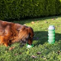 Beeztees Kae - Drinkfles Hond - Silicone - Assorti - 550 ml - thumbnail