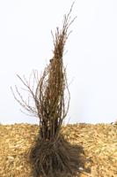 Witte els - thumbnail