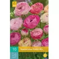 Ranunculus Pastel Mix Bloembol JUB 10 bollen - Jub - thumbnail