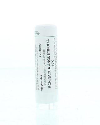 Homeoden Heel Echinacea angustifolia 30K 6 Gram Homeoden Heel Echinacea angustifolia 30K 6 Gram
