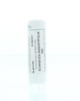 Homeoden Heel Echinacea angustifolia 30K 6 Gram - thumbnail