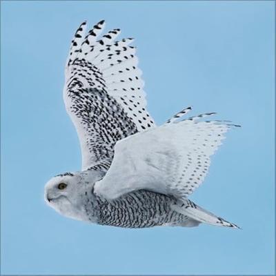 Uilen Kalender 2026 Uilen Kalender 2026