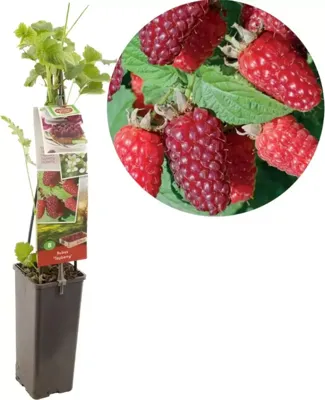Braam Rubus Tayberry