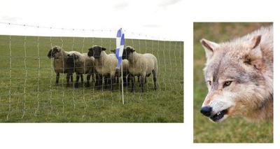 AKO wolfnet ovinet maxi 122cm x 50m dubbele pen