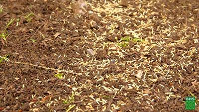 Gazon - BHS - Meadow Mix 1kg | 40m² | Voor grote oppervlakken en weilanden | Snel te installeren, duurzaam, onderhoudsvrij.